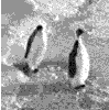 z8429611-1.gif
