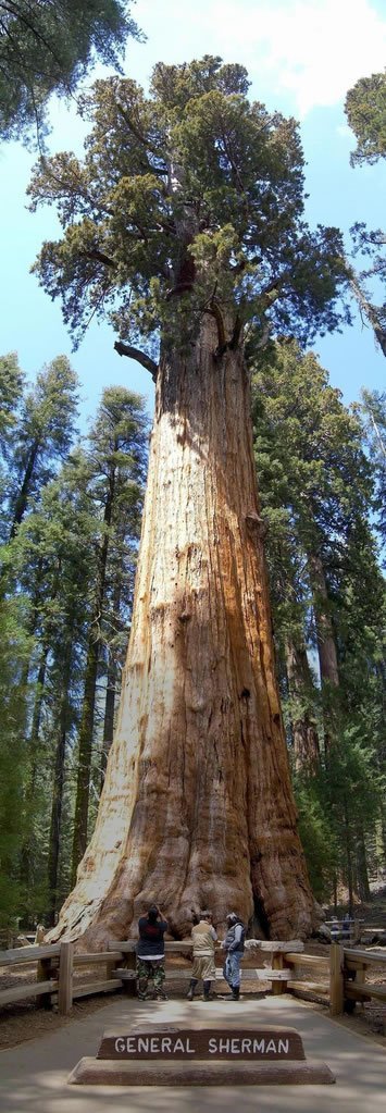 amazing_tree6-1.jpg