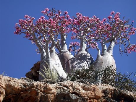 amazingtreeinyemen-1.jpg
