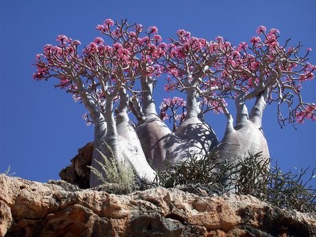 amazingtreeinyemen 1 - Amazing Trees