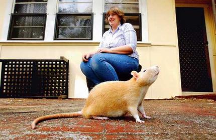 rat_wideweb__430x279-1.jpg