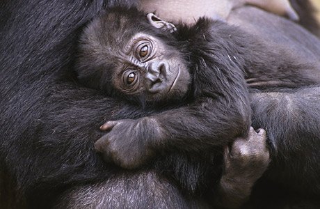 10_science_gorilla-1.jpg