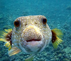 250pxPuffer_Fish_DSC01257JPG-1.jpg