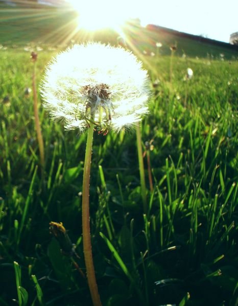 466pxDandelion_sun-1.jpg