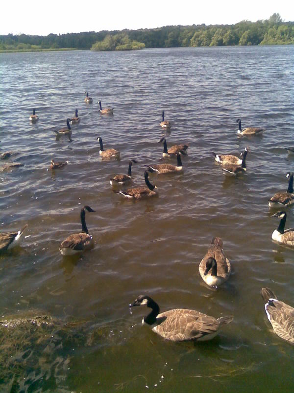 Ducks-1.jpg