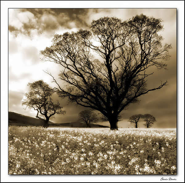 Fields-1.jpg