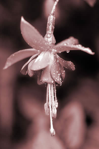 Fushia-1.jpg