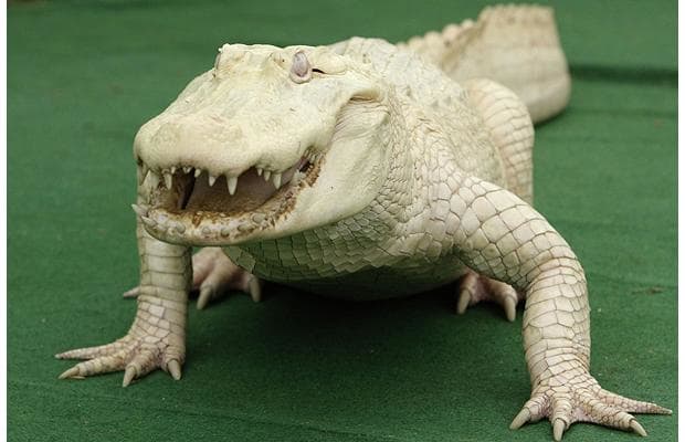 albinocrocodile_1210450i-1.jpg