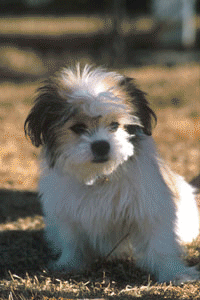 animals_animated_gif-1.gif