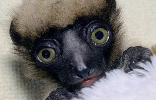 babylemur_1210435i-1.jpg