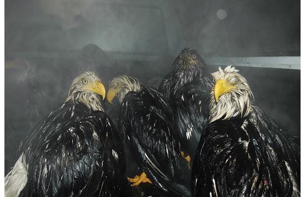baldeagles_1210396i-1.jpg