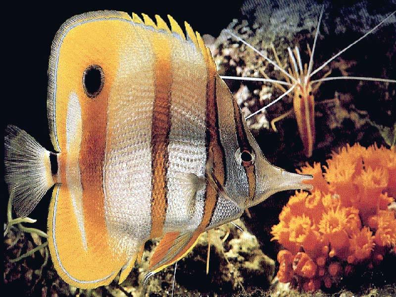 butterflyfishjpgusgAFQjCNHQNDo0LIxAVJ4as-1.jpg