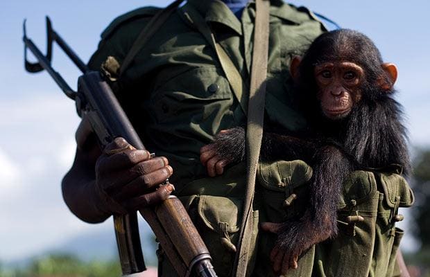 chimpanzeecongo_1109660i-1.jpg