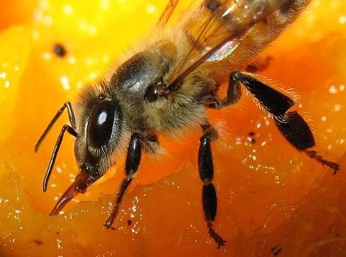 closeupofabeeeatingmangofrui 1 - Can someone clarify 16:59 for me regarding bees eating fruits?