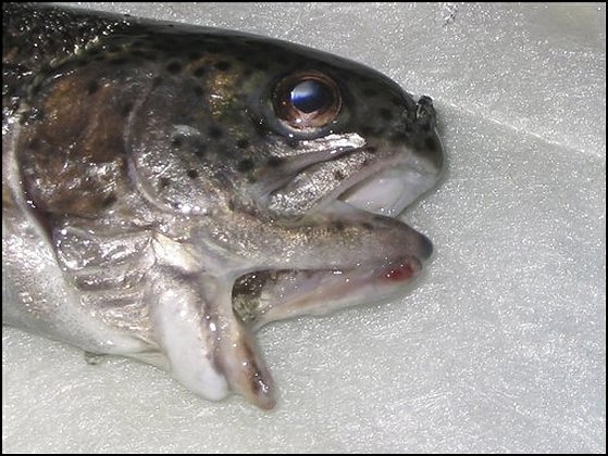 doublemouthedrainbowtrout-1.jpg