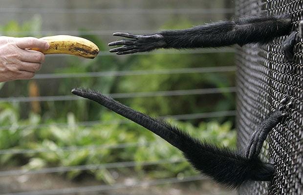 fencemonkeys_1114402i-1.jpg