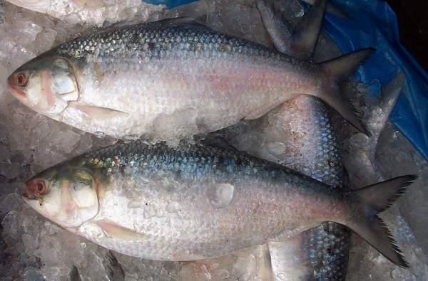 fish_elish2JPG-1.jpg