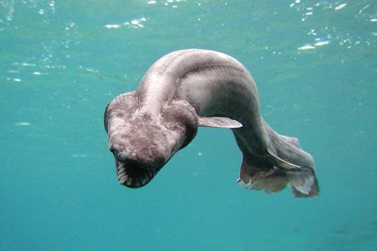 frilledshark3jpgusgAFQjCNHlWofM8mjmMvIWH-1.jpg