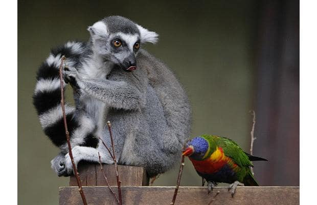 lemurbird_1210401i-1.jpg