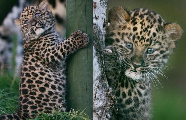 leopard_1134075i-1.jpg
