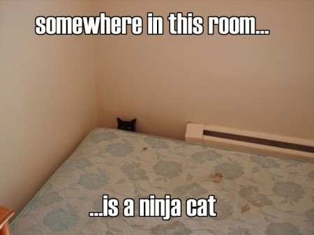 lolcatsdotcom3o9k7m3yylt8uqwy-1.jpg