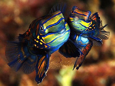 mandarin_fish02-1.jpg