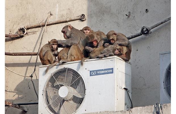 monkeyac_1210390i-1.jpg