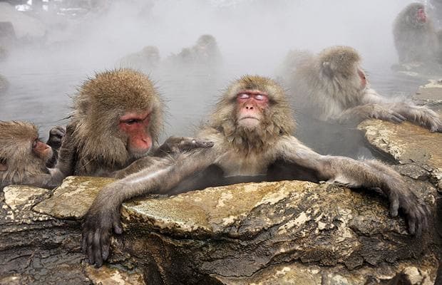 monkeyhottub_1210395i-1.jpg