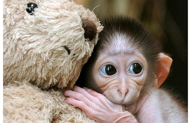 monkeyteddy_1210356i-1.jpg