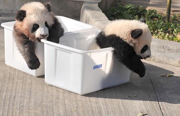 pandacubs1_1122943i-1.jpg