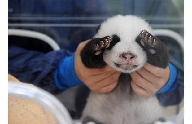 pandapeekaboo_1210359i-1.jpg