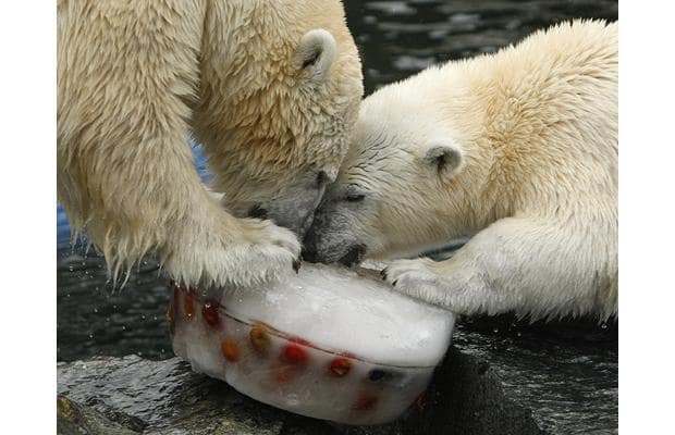 polarbearbirthda_1210415i-1.jpg