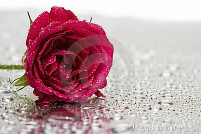 redrosewithwaterdropsthumb4073733-1.jpg