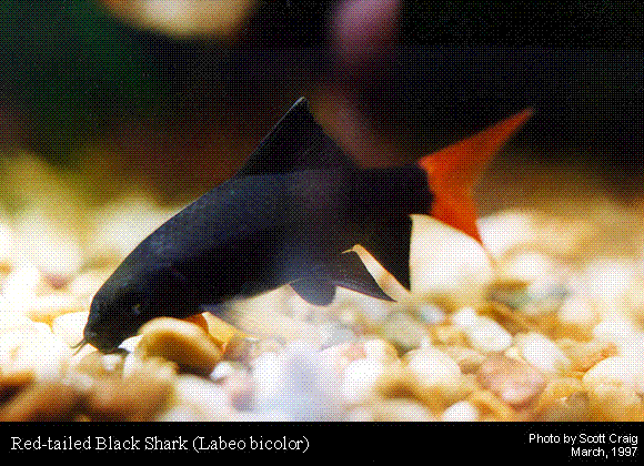 shark1-1.gif