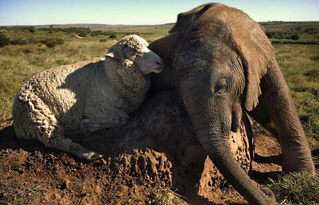 sheepelephant_1114433i-1.jpg