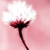 th_flower5-1.jpg