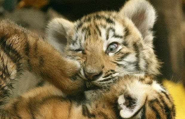 tigercubs_1114429i-1.jpg