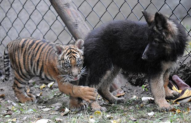 tigerpuppy1_1210424i-1.jpg