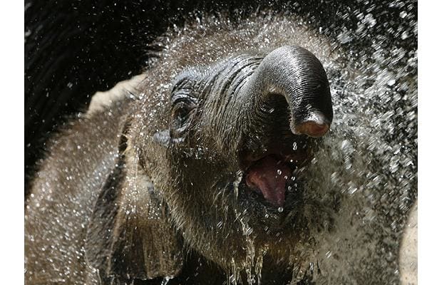 wetelephant_1210397i-1.jpg