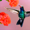 z134534120-1.png
