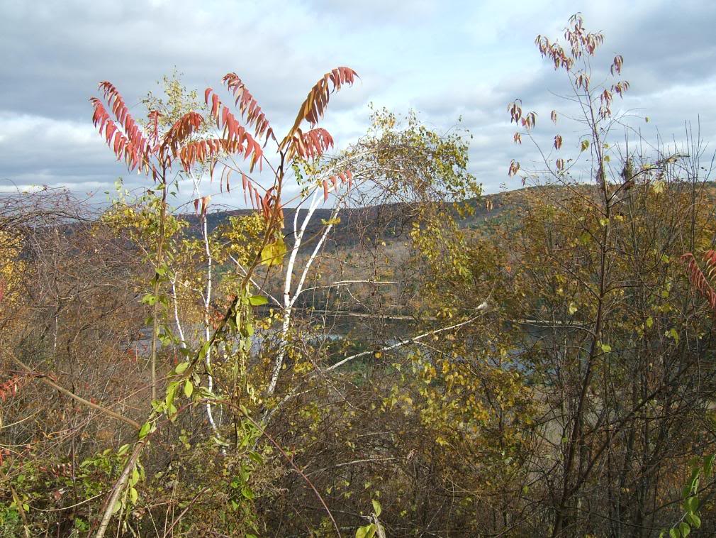 DSCF1896-1.jpg