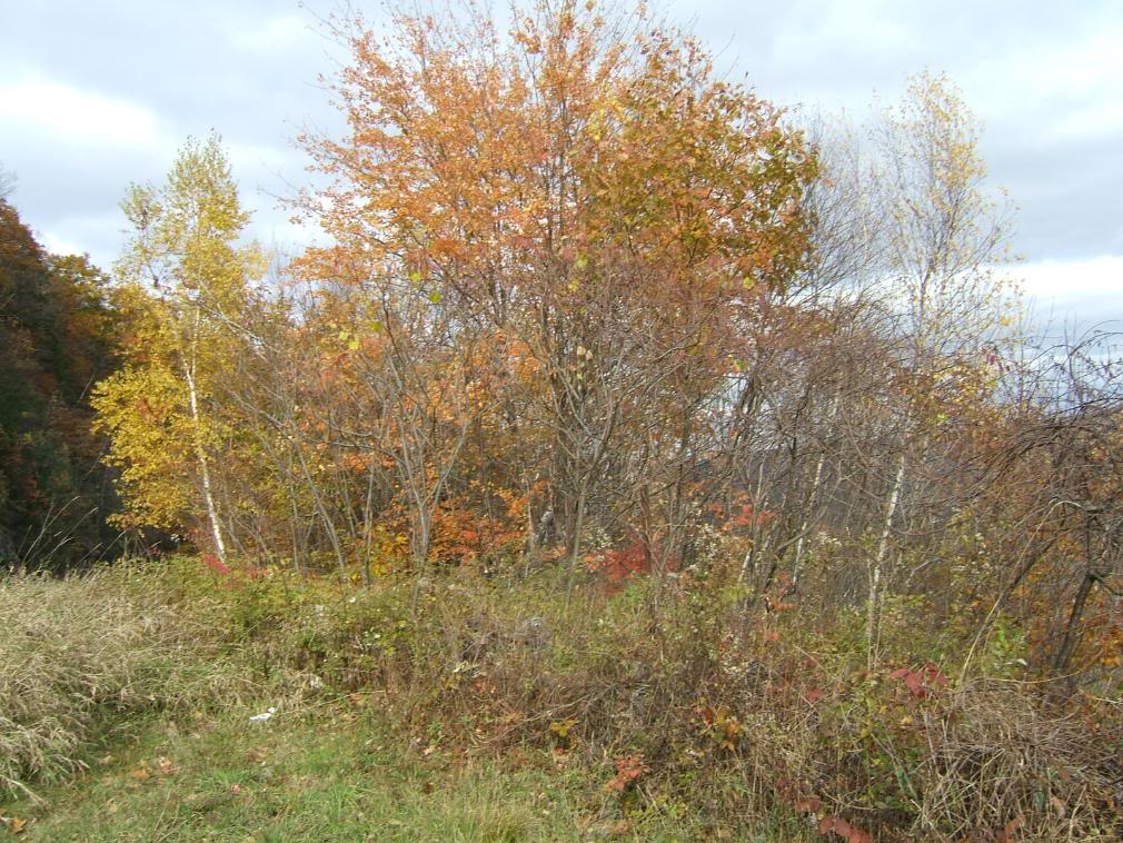 DSCF1907-1.jpg