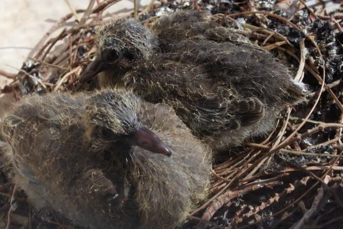 birdies6-1.jpg