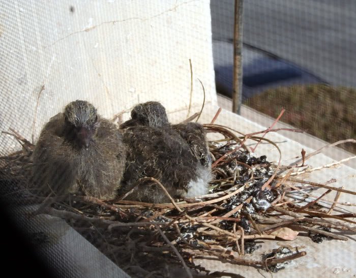 birds5-1.jpg