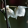 th_007cq56s-1.png