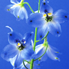th_080625009-1.png