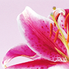th_080715013-1.png