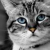 th_ICONATOR_ca0f1eec091f3784bbc7647d0d-1.jpg