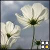 th_bff5tk-1.jpg