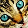 th_blueyedcat1B-1.jpg